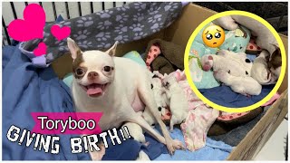 CHIHUHUA GIVING BIRTH TO 4 PUPPIES PHILIPPINES  TORYBOOS SUCCESSFUL LABOR [upl. by Naic]