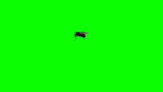 green screen Flies 3dgreen screen video [upl. by Sarnoff]