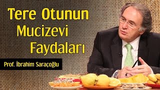 Tere Otunun Mucizevi Faydaları  Prof İbrahim Saraçoğlu [upl. by Ennazus]