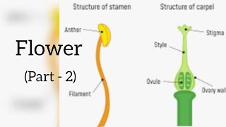 Flower  Getting to Know Plants  Activity 11 Class 6 Science NCERT By Dr Vandana [upl. by Anera]