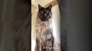 Maine Coon cat Mr ViVo [upl. by Acnaiv]