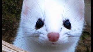 Weasel attacks Ermine winter color phase [upl. by Preston]