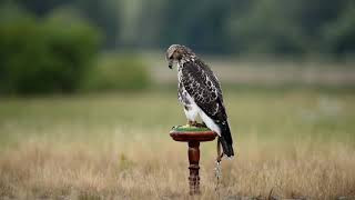 Pierwsze Pióro 2019  Buteo Jamaicensis [upl. by Yorel]