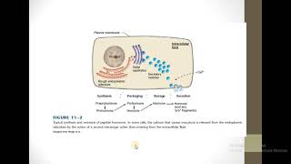 Peptide Hormones  Synthesis And Secretion [upl. by Libby]