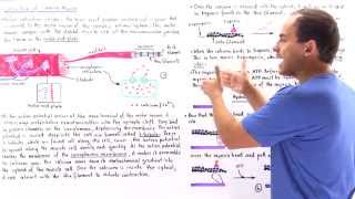 Contraction of Skeletal Muscle [upl. by Benildis952]