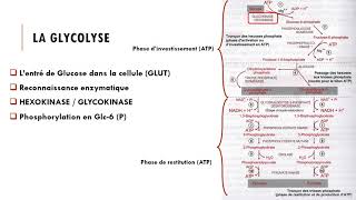 Cours Métabolisme glucidique  La Glycolyse [upl. by Nilre]