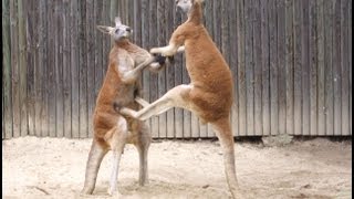 Kangaroos Fighting Kangaroo Battles [upl. by Suhail]