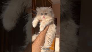 Show quality doll face 😍  kittens for sale  पर्शिया बिल्ली सेल shorts [upl. by Ilil47]