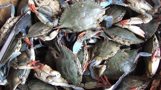 CRAB CAUGHT AND COOKING IN VILLAGE STYLE  HERMIT CRABS  CRAB CURRY MAKING  FOOD BANK RECIPES [upl. by Aihgn415]