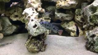 Haplochromis sp quotblack torpedoquot [upl. by Hgielsel]