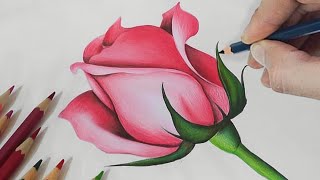 Rose Drawing How To Draw a Rose Drawing with Pencil Colour  Rose Pencil Colour Drawing [upl. by Eliades43]