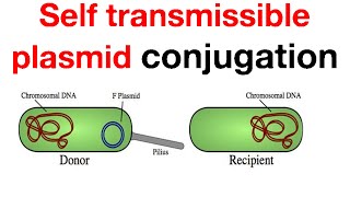 Self transmissible plasmid conjugation [upl. by Ledua427]