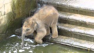 Elefantenbaby geht baden im Zoo Hannover [upl. by Dibru]