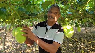 Cultivos siembra y cosecha de Granadillos en República Dominicana [upl. by Haven13]