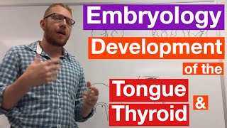 Development of the thyroid gland [upl. by Azyl425]