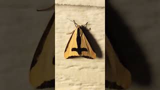 A Moth With a Sword amp Cross Haploa Clymene [upl. by Attenauq]