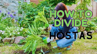 How to get Hostas to Flower [upl. by Mike]