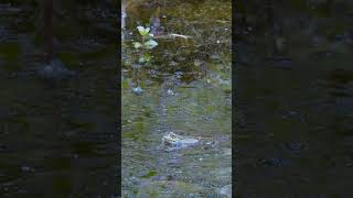 Grenouille qui coasse en slow motion [upl. by Nnyw]