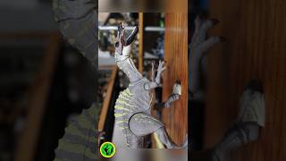 Irritator vs Ankylosaurus Hammond Collection Stopmotion jurassicworld hammondcollection [upl. by Ecela]