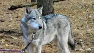 Cree the Timber Wolf howling [upl. by Newcomer]