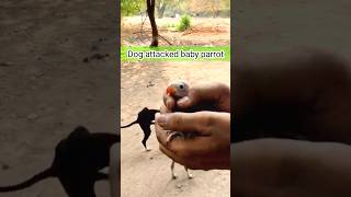 Rescued baby parrot  Dog attacked baby bird  ytshorts shorts keshavshortsvlogs [upl. by Hayyikaz]