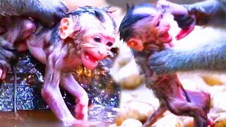 God help the poorest newborn baby monkey he is so scared when his old mother mistreats pitiful [upl. by Helm]