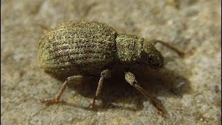 Sciaphilus asperatus  Weevil  Rüsselkäfer [upl. by Nnaarat]