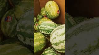 Try Not to Laugh Do Not Buy Black Watermelon Not worth 8 Worse than Regular Watermelon [upl. by Battiste]