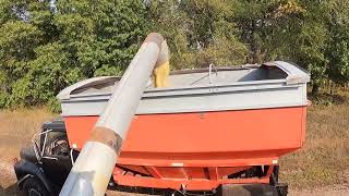 First day of soybean harvest 2024 with the Gleaner M2 only one mild breakdown [upl. by Alison674]