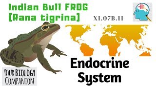 XI07B11 – Frog – Endocrine Glands  NEET  AIIMS [upl. by Aecila]