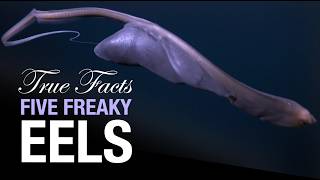 True Facts Five Freaky Eels [upl. by Nnylharas]