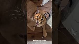 Goshas Hissing  Big Floppa caracal [upl. by Nnagrom673]