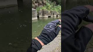 Stream Fishing fishingvideo fishing lure streamfishing gofishing shimano carpfishing fishing [upl. by Enar]