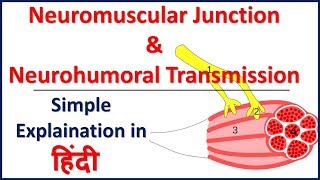 Neuromusular Junction and Neurohumoral Transmission simple explaination in Hindi  Bhushan Science [upl. by Gnud]