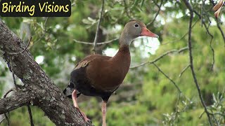 Blackbellied WhistlingDucks in New Orleans [upl. by Ymereg]