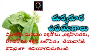 Chukkakura Sorrel leaveshealth benefits in telugu [upl. by Waxler]