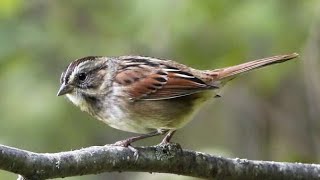 Passerotti  Il Passero italiano o Passera dItalia Passer italiae  Sparrows [upl. by Enirod45]