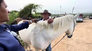 Feira de Cavalos em Senador Rui Palmeira AL 06 08 2024 nordeste [upl. by Ayardna963]