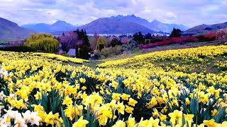 New Zealand Road Trip Chantecler Queenstown Private Garden Part 1 70000 Daffodils in bloom [upl. by Yecnay]