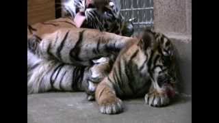 Tiger Cub Week 10 Sacramento Zoo [upl. by Gildus]