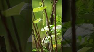 slow motion wasp slowmo nature [upl. by Cleave]