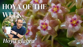 Why Hoya glabra is my top pick among the big leaved Hoyas  Hoya of the Week [upl. by Nnil]