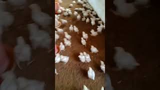 Murgi palan poultry farm sandeep poultry farm business chicken youtubeshorts [upl. by Mauricio]