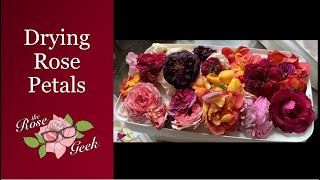 🌹 How to Dry Rose Blooms  Microwave vs Time  Flower Drying Silica Gel [upl. by Eelirrem537]