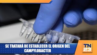 Se tratará de establecer el origen del campylobacter [upl. by Oslec]