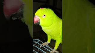 15 falon ke naam 🍎 🍇🍌 2024 parrot mithu funny tranding [upl. by Ennaeilsel445]