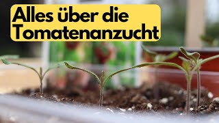 Tomaten richtig und einfach aussäen Tipps zur Anzucht ohne viel Aufwand [upl. by Nyltiak]