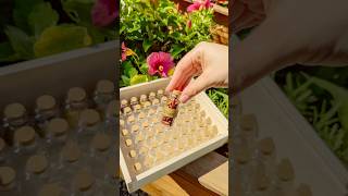 Seed Saving Made Simple  Saving Your Garden Seeds To Plant Next Year seedsaving seeds gardentips [upl. by Aihsoem]