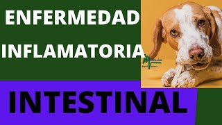 ENFERMEDAD INFLAMATORIA INTESTINAL PERROS [upl. by Mil]