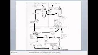 Intro to the Monogeneans Part IV [upl. by Racklin]